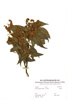 藏品(福祿桐)的圖片